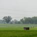 A Paxton Resources natural gas flare covered by a shroud sits behind a hill on a farm located on Braun Rd. in Saline Township. Melanie Maxwell | AnnArbor.com